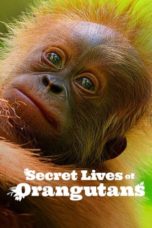 Nonton Secret Lives of Orangutans (2024) Sub Indonesia