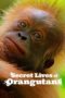 Nonton Secret Lives of Orangutans (2024) Sub Indonesia